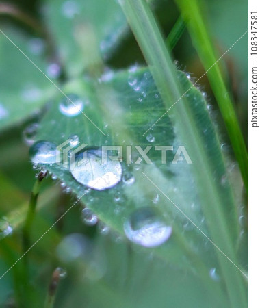 被晨露弄濕的葉子 108347581