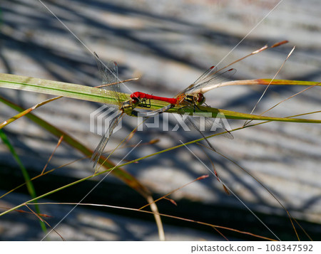 Mating in the dragonfly family, the family Rubiaceae Mating in the dragonfly family, the family Rubiaceae 108347592