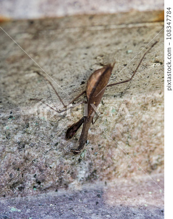 Ground-wandering praying mantis A brown individual of the praying mantis family ♀ 108347784