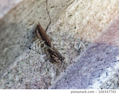 Ground-wandering praying mantis A brown individual of the praying mantis family ♀ 108347785