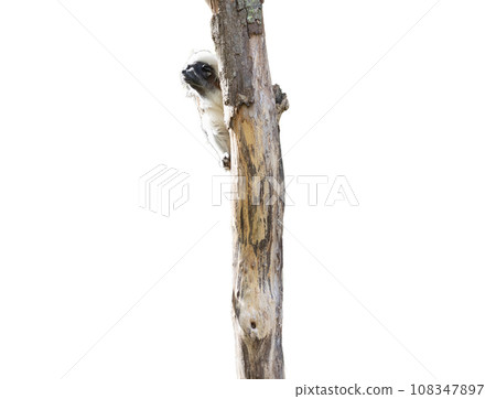 cotton top tamarin cotton top tamarin 108347897