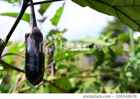 茄子在收穫前 茄子在收穫前 108348076
