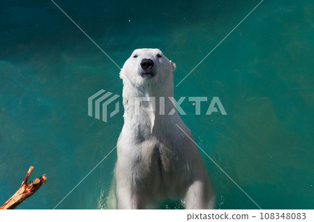 Polar bear swims in the sea 108348083