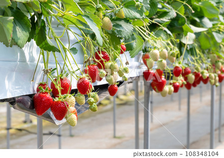 草莓種植園、草莓採摘、草莓田 108348104