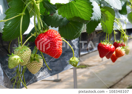 Strawberry cultivation farm, strawberry picking, strawberry field 108348107
