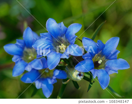 龍膽濕地適應龍膽花的開花 108348147