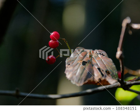 秋天的祝福：紅色莢蓮屬植物的果實 108348151