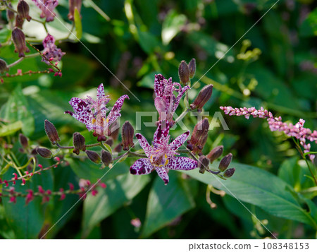 Flowers of the perennial plant Liliaceae 108348153