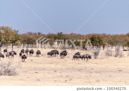 A Herd of blue wildebeest in Etosha A Herd of blue wildebeest in Etosha 108348270