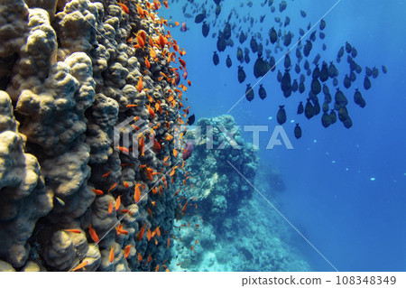 Underwater Tropical Corals Reef with colorful sea fish. Marine life sea world. Tropical colourful underwater panormatic seascape. 108348349
