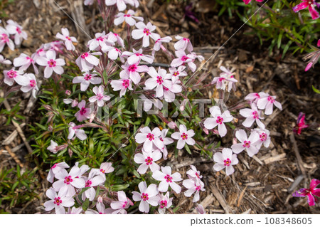 Fuji Shiba cherry-blossom Festival Fuji Shiba cherry-blossom Festival 108348605