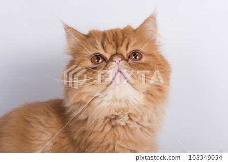 Persian Exotic Longhair cat is on white background Persian Exotic Longhair cat is on white background 108349054