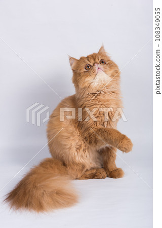 Persian Exotic Longhair cat is on white background Persian Exotic Longhair cat is on white background 108349055