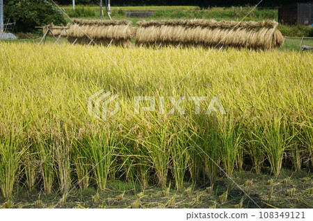 Golden rice growing in the rice field and rice covered with rice 108349121