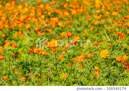 日立海濱公園的黃色波斯菊 日立海濱公園的黃色波斯菊 108349174