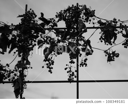 秋草纏在鐵絲網中 108349181