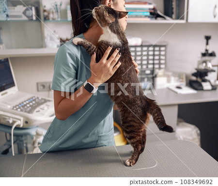 Asian veterinarian in uniform hugs tabby cat at table in clinic office 108349692