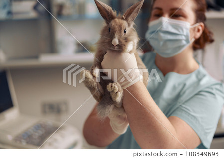 Professional veterinarian with mask and gloves holds funny grey rabbit in hospital Professional veterinarian with mask and gloves holds funny grey rabbit in hospital 108349693