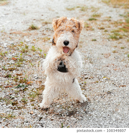 Portrait of a beautiful young Fox Terrier on a walk near the house 108349807