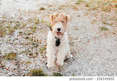 Portrait of a beautiful young Fox Terrier on a walk near the house 108349808