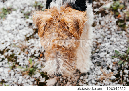 Portrait of a beautiful young Fox Terrier on a walk near the house 108349812