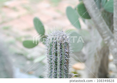 mammillaria ,mammillaria plumosa or cactus plant 108349828