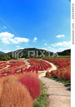 [香川縣]秋天的國立贊岐曼努公園（紅葉的地膚） 108349919