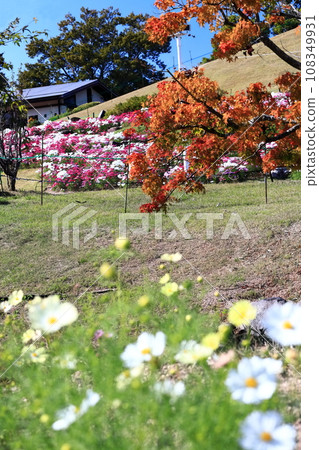 [香川縣]秋季國立贊岐滿濃公園（波斯菊和楓樹） 108349931