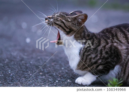 Yawning cat Yawning cat 108349966