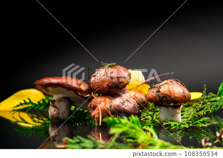 forest mushrooms with leaves, branches and fir trees on black background 108350534