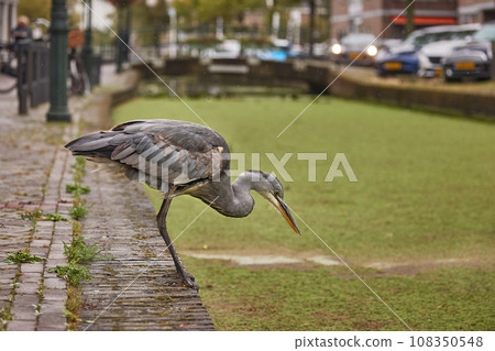Grey heron in a Dutch town 108350548