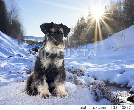 miniature schnauzer in nature miniature schnauzer in nature 108350857