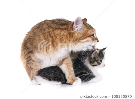 kitten and mother Kurilian Bobtail in studio kitten and mother Kurilian Bobtail in studio 108350870