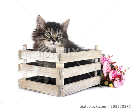 young Kurilian Bobtail in studio young Kurilian Bobtail in studio 108350875