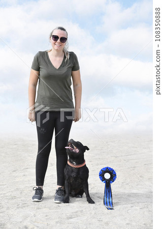 staffordshire bull terrier competition 108350888