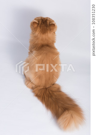 View from back of Persian Exotic Longhair cat is on white background. Fluffy red tail of a cat 108351230