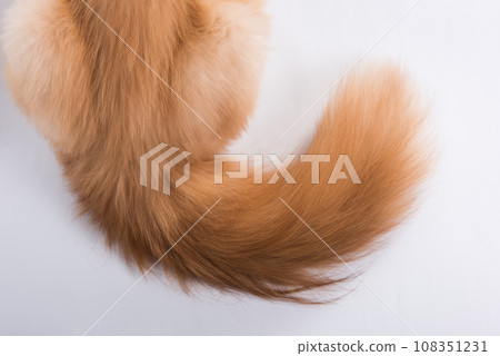 Fluffy red tail of a cat. Persian Exotic Longhair cat is on white background 108351231