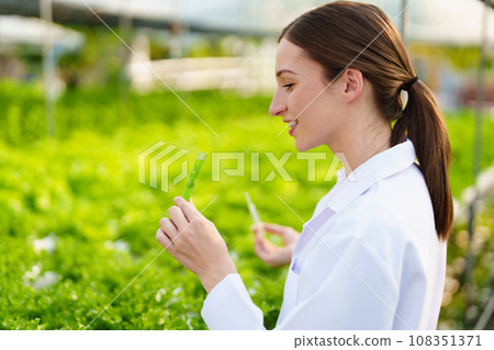Woman Farmer harvesting vegetable and audit quality from hydroponics farm. Organic fresh vegetable, Farmer working with hydroponic vegetables garden harvesting, small business concepts Woman Farmer harvesting vegetable and audit quality from hydroponics farm. Organic fresh vegetable, Farmer working with hydroponic vegetables garden harvesting, small business concepts 108351371