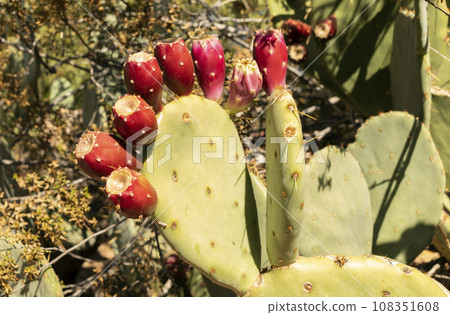 Closeup Many Edible Yummy Prickly Pear Cactus, Opuntia. Exotic Flavorful Fruit And Showy Flower. Bio Food, Organic. Vegetarian. Horizontal Plane. Closeup Many Edible Yummy Prickly Pear Cactus, Opuntia. Exotic Flavorful Fruit And Showy Flower. Bio Food, Organic. Vegetarian. Horizontal Plane. 108351608