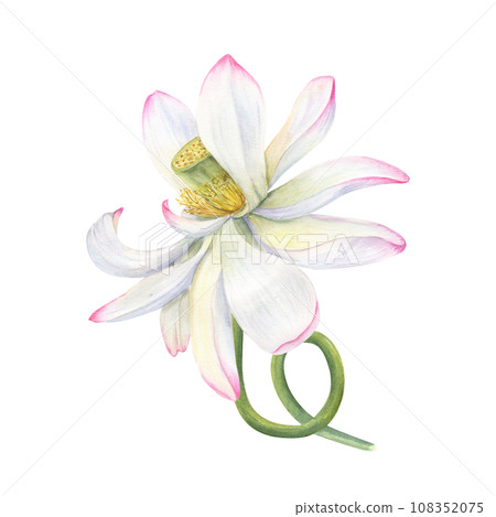 Pink Lotus flower with curving stem. Delicate blooming Water Lily. Floral elements. Vietnamese national flower. Watercolor illustration. Hand drawn composition for poster, greeting Pink Lotus flower with curving stem. Delicate blooming Water Lily. Floral elements. Vietnamese national flower. Watercolor illustration. Hand drawn composition for poster, greeting 108352075