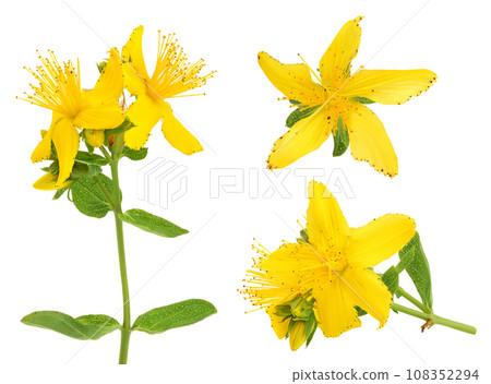 saint john's wort or Hypericum flowers isolated on white background 108352294