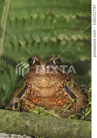 Frontal close-up on a female of the European Common brown frog, Rana temporaria 108352797