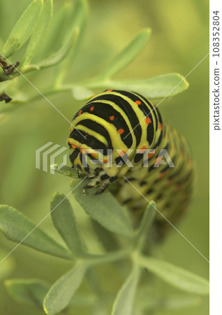 Vertical close up of colorful and large caterpillar of the old world swallowtail, Papilio machaon in vegetation 108352804