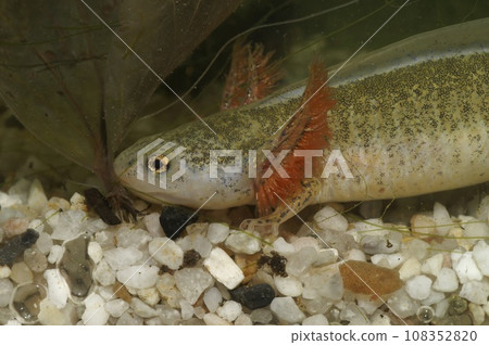 Closeup on an unusual white larvae of the Japanese Hokkaido salamander, Hynobius retardatus with red gills Closeup on an unusual white larvae of the Japanese Hokkaido salamander, Hynobius retardatus with red gills 108352820