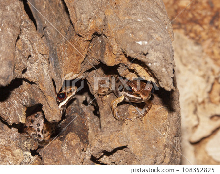 Closeup on two small Vietnamese frog, Rana maosonensis sitting on the ground hiding under a log 108352825