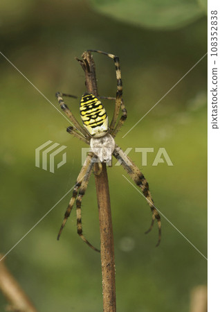 Vertical closeup on a male wasp-mimicking European striped iger spider Argiope bruennichi on a twig 108352838