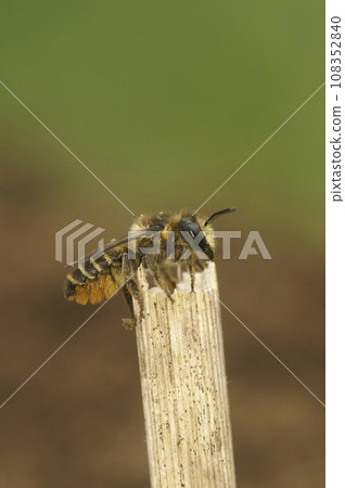 Closeup a fresh emerged female Patchwork leafcutter bee, Megachile centuncularis, sitting on top of a twig 108352840