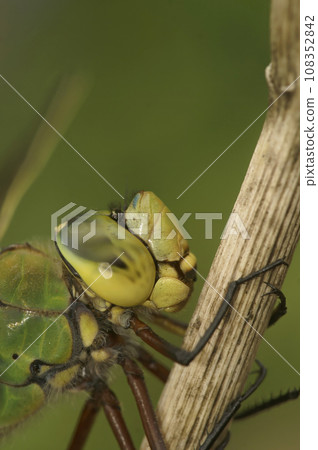 Extreme macro closeup on the head of a Blue Emperor dragonfly, Anax imperator, perched on a twig Extreme macro closeup on the head of a Blue Emperor dragonfly, Anax imperator, perched on a twig 108352842