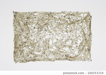 榻榻米沙丁魚 榻榻米沙丁魚 108353154