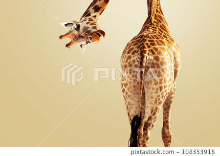Creative giraffe looking down at the camera on a brown background, rear view. Creative idea animal. Funny giraffe, concept 108353918